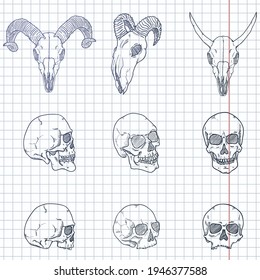 Vector Set of Sketch Skull Hand Drawn Illustrations