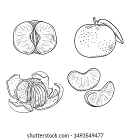Vector Set of Sketch Tangerines. Whole, Peeled and Sliced.