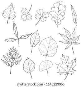 Leaf Outline Images, Stock Photos & Vectors | Shutterstock