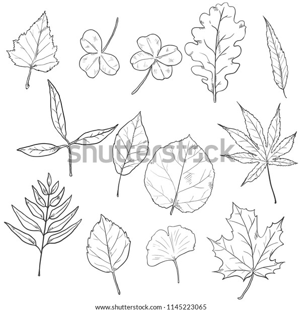 Vector Set Sketch Tree Leaves Leaf Stock Vector (Royalty Free) 1145223065