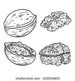 Walnuts Set Ink Sketch Nuts Hand Stock Vector (Royalty Free) 637482112 ...