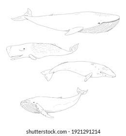 Vector Set of Sketch Whales. Blue Whale, Cachalot, Gray Whale and Humpback Whale.