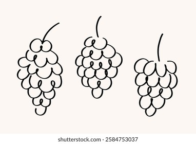 Vector set with sketched Grapes. Hand drawn illustration with bunch of Grapevine berries in line art style. Food, dry raisins, healthy food, desert, harvest fruit. For label, icon, card, logo, print