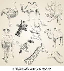 vector set of sketches of animals