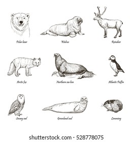 
Vector set of sketches animals north. 
Hand drawn