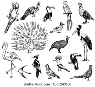 Vector Set Sketches Beautiful Exotic Birds Stock Vector (Royalty Free ...