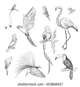 Vector set of sketches of beautiful exotic birds of the Amazon rain forest
