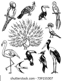 Vector set of sketches of beautiful exotic birds. Birds of the Amazon rain forest, parrots, flamingos, toucans, peacocks, herons.