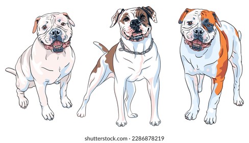 Vector set of sketches of dog American Bulldog breed, white with patches of brown and black