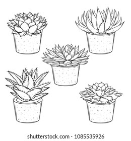 Vector set of sketches house plants succulents in pots on a white background