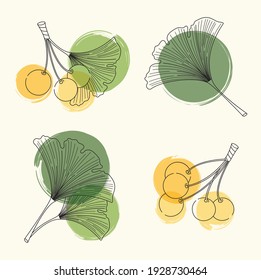 Vector set sketches of leaves and berries of ginkgo biloba. Illustration for the cosmetics and alternative medicine