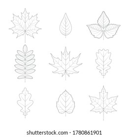 Vector set of sketches of maple, oak, rowan and other leaves isolated on the white background. Outline elements for autumn designs.