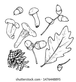 Vector set of sketches of natural materials. Bump, leaves, acorns and mushrooms.