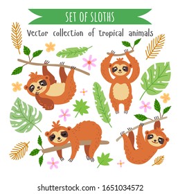 Vector set of sloths isolated on white. Flat illustration of amazon animals. Collection of rainforest cartoon characters