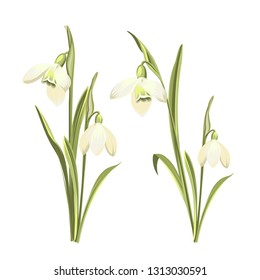 Vector set of snowdrops flowers. Botanical illustration of Galanthus flowers. Vector illustration.