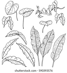 Vector set of some different tropical leaves and liana isolated on white. Natural, floral, tropical themes, decoration for different purposes, printed goods, textile. Coloring book image.