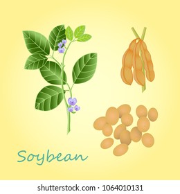 A vector set of soybeans isolated on old paper. Plant, pods and beans