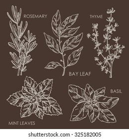 Vector set: Spice. Bay leaf, basil, thyme, rosemary, mint, hand drawn