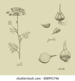 Vector set of spices. Hand drawing. 