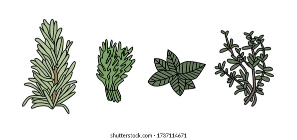 Vector set spices and herbs -  arugula, rosemary, mint, thyme - vector illustration, logo ,elements