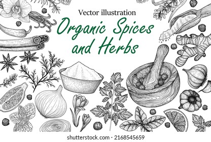 Vector set of spices and herbs in engraving style. Rosemary, Peppercorns, Lavender, Anise, Cinnamon, Onion, Mint, Lemon, Chili, Curry, Parsley, Garlic, Dill, Ginger, Saffron, Basil, Vanilla