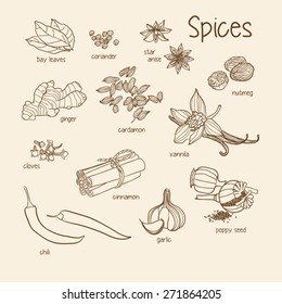 Vector set of spices. Spices set. Vector illustration
