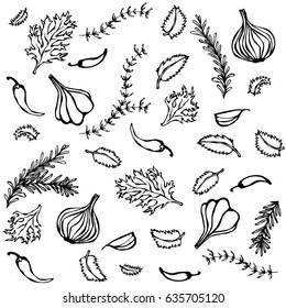 Vector Set of Spices and Vegetables. Red Onion, Garlic Clove, Parsley, Thyme, Rosemary, Hot Chile, Mint