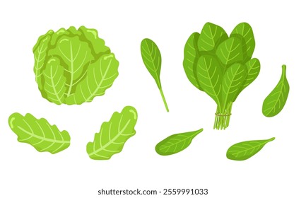 Vector set of spinach and iceberg lettuce isolated on white background. Vegetarian food. Pictures for packaging design and culinary products. Picture of fresh greens from the garden.