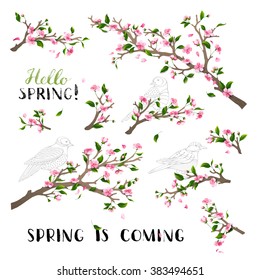 Vector set of spring blanches isolated on white background. Blossoms and leaves on tree branches. Hand-written brush lettering. Bird contours. Hello spring! Spring is coming. 