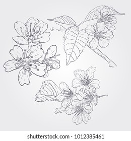 Vector set of spring branches isolated on white background. Blossoms, leaves, branches