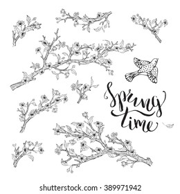 Vector set of spring branches isolated on white background. Blossoms, leaves, branches and bird contours. Hand-written brush lettering. Spring time. Coloring book elements template.