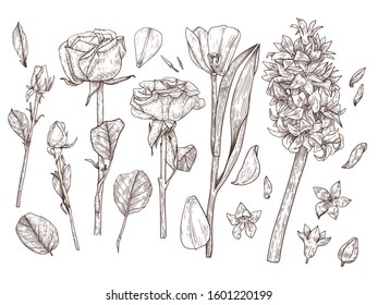 Vector set of spring flowers hand-drawn ink. Graphic botanical illustration of flowers. Roses, tulips, hand-drawn geacinths.