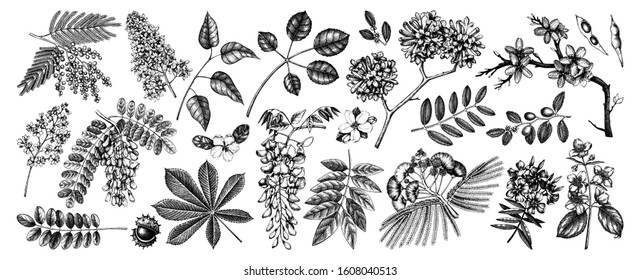 Vector set of spring trees in flowers illustrations. Hand drawn blooming plant. Spring design elements. Vector flower, leaf, branch, tree sketches collection on white background. Botanical drawings.