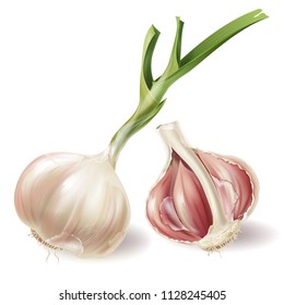 Vector set with sprouted head of garlic and half of bulb in peels, isolated on white background. Natural organic vegetable, agricultural root crop, spicy condiment, ingredient for eating and cooking