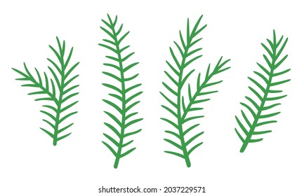 Vector set of spruce branches. Hand drawn botanical elements isolated on white background.