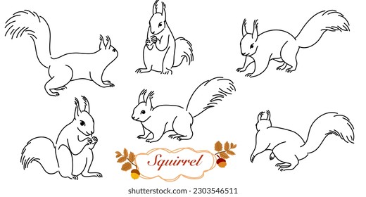 Vector set of squirrel, outline squirrel collection, black calligraphy line art, indifferent position isolated on white background,