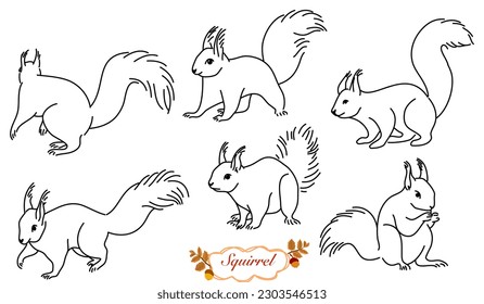 Vector set of squirrel, outline squirrel collection, black calligraphy line art, indifferent position isolated on white background,