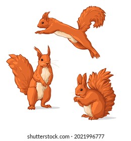 Vector set of Squirrels. Squirrels, isolated on a white background.