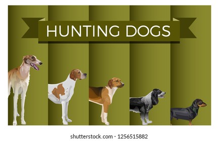 Vector set of standing in line hunting dogs. Greyhound, pointer, scent hound, spaniel and dachshund. Vector illustration