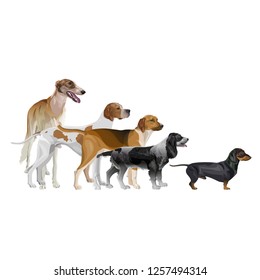 Vector set of standing in line hunting dogs. Greyhound, pointer, scent hound, spaniel and dachshund. Vector illustration isolated on white background