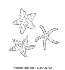 Vector set starfish. Three types sea star monochrome black outline sketch illustration isolated on white background for design of tourist cards logos on marine theme.