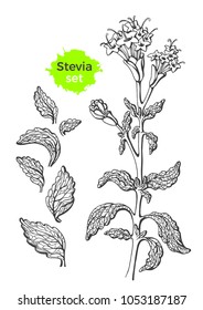 Vector set of stevia with branch, leaf. Fresh sugar organic product Natural sweet plant. Botanical hand draw symbol. Organic diabetic food Graphic art sketch illustration isolated on white background 