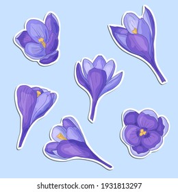 Vector set of stickers with purple spring flowers crocuses. For design and decoration