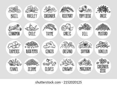 Vector set of stickers for spices.  basil, parsley, coriander, rosemary, cinnamon, chili, pepper, thyme, turmeric, black pepper, ginger, oregano, cumin, poppy, anise, garlic, dill, mustard, saffron