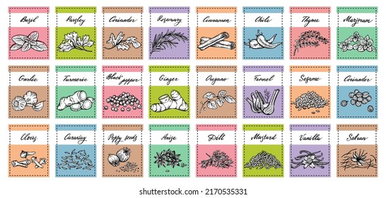 Vector set of stickers for spices.  basil, parsley, coriander, rosemary, cinnamon, chili, pepper, thyme, turmeric, black pepper, ginger, oregano, cumin, poppy, anise, garlic, dill, mustard, saffron