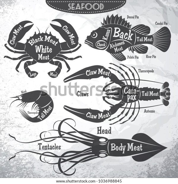 vector set of stilysh diagrams cut of\
different seafood\
carcasses.