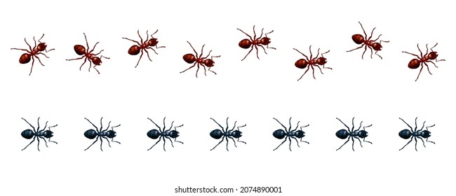 Conjunto vectorial de líneas rectas y onduladas de hormigas marchantes. Ilustración realista 3D de un camino o rastro de insectos domésticos rojos y negros que caminan aislados en un fondo blanco