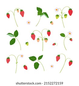 Vector set of strawberries growing on a branch. Fresh ripe with leaves and flowers. Flat vector illustration of a wild berry isolated on a white background.