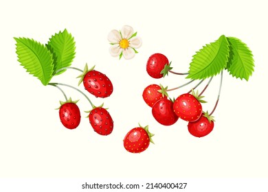 Conjunto vectorial de fresa con hojas y flor aisladas en un fondo blanco.