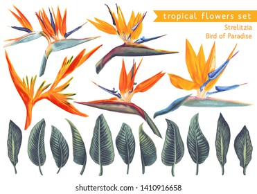 Vector set of Strelitzia Reginae, tropical flowers and leaves. Vector, isolated on white. Realistic style, hand drawn. South African plant, called crane flower or bird of paradise.
